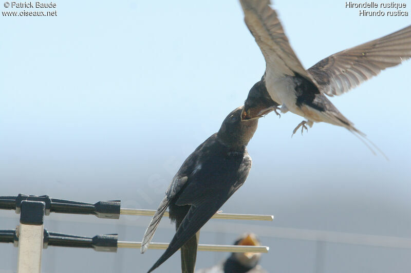 Barn Swallow, feeding habits, Behaviour