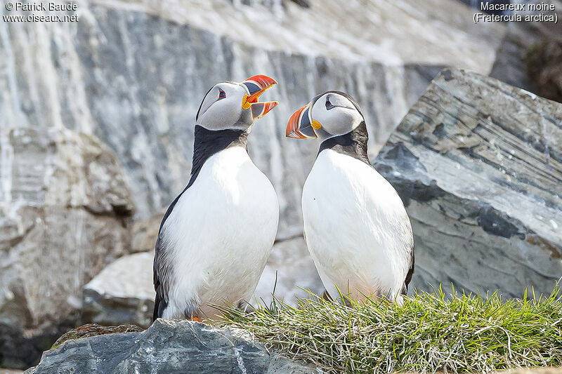 Atlantic Puffinadult, courting display