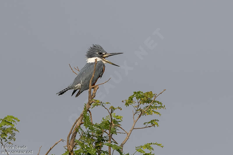 Ringed Kingfisher male adult, habitat, song