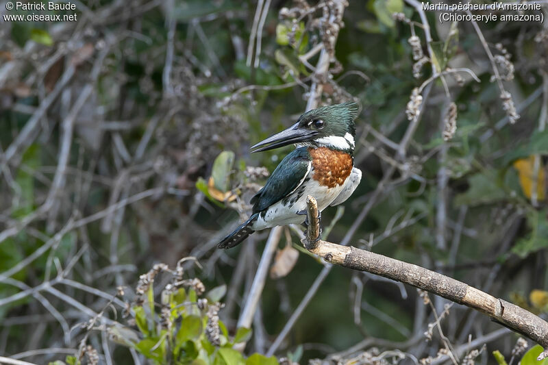 Amazon Kingfisher male adult