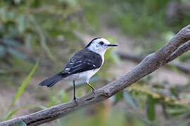 Black-backed Water Tyrant