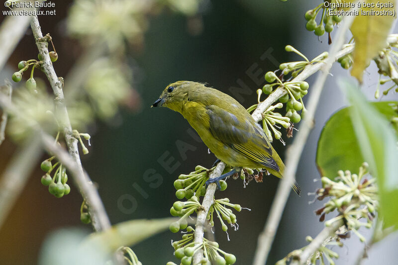 Thick-billed Euphonia female adult