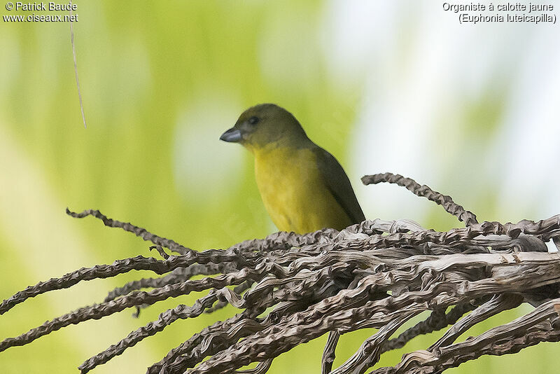 Yellow-crowned Euphonia female adult, identification