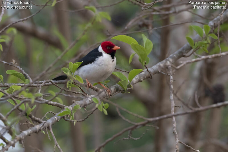 Yellow-billed Cardinal male adult