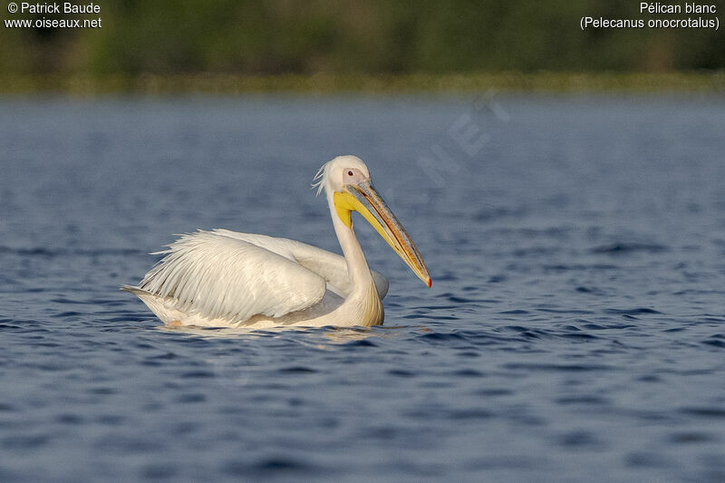 Great White Pelican male adult