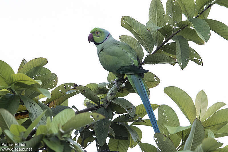 Echo Parakeet male adult, identification