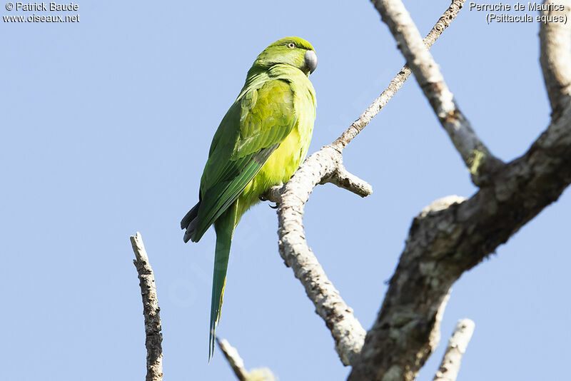 Echo Parakeet female adult, identification