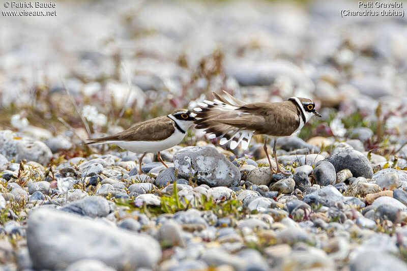 Little Ringed Ploveradult, courting display