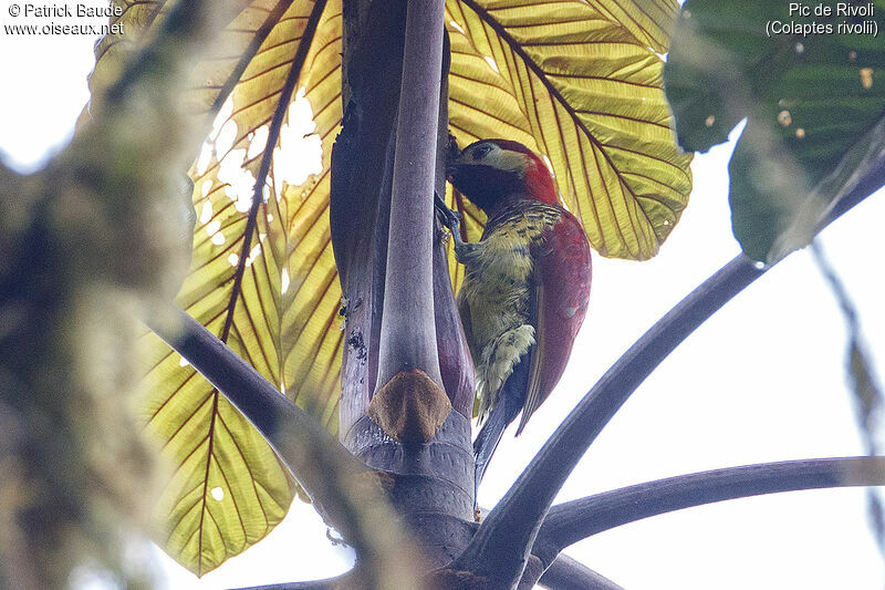Crimson-mantled Woodpecker male adult