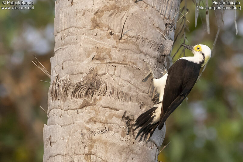 White Woodpecker male adult, identification