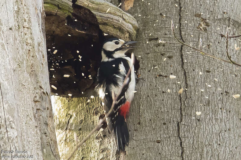 Great Spotted Woodpecker female adult, Reproduction-nesting, Behaviour