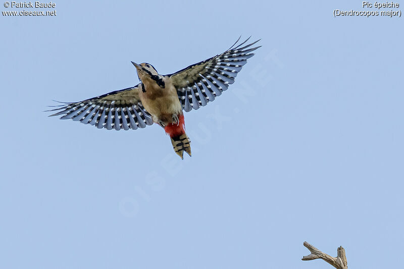 Great Spotted Woodpeckeradult, Flight