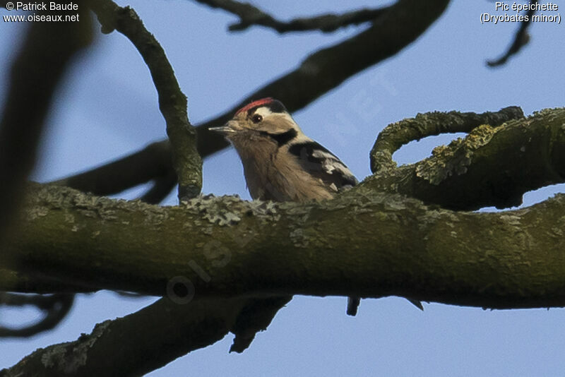 Lesser Spotted Woodpecker male adult