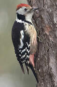 Middle Spotted Woodpecker