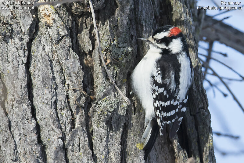 Downy Woodpecker male adult, identification