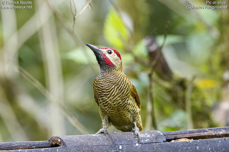 Golden-olive Woodpecker male adult