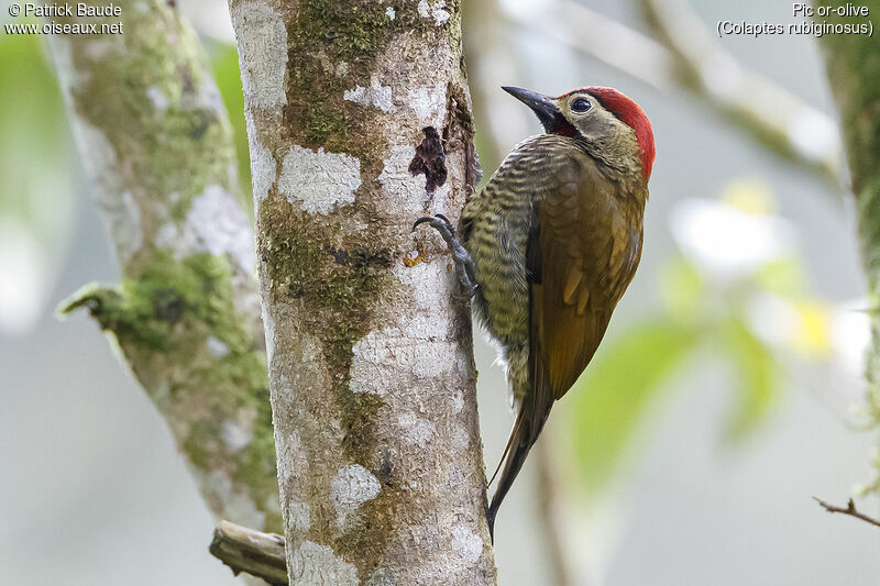 Golden-olive Woodpecker male adult