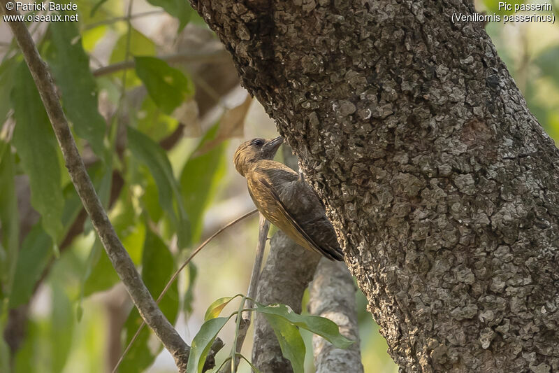 Little Woodpecker female adult, identification
