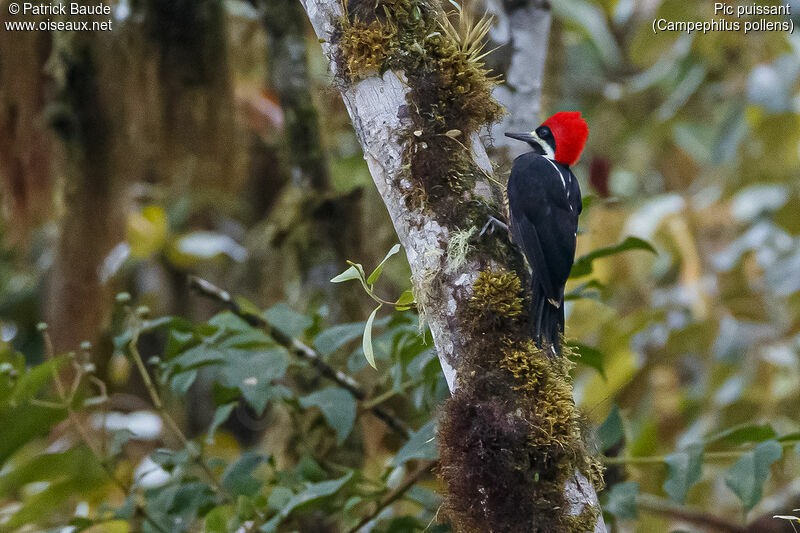 Powerful Woodpecker male adult