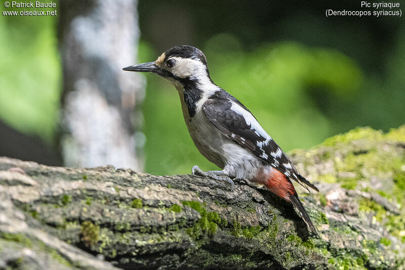 Syrian Woodpecker female adult