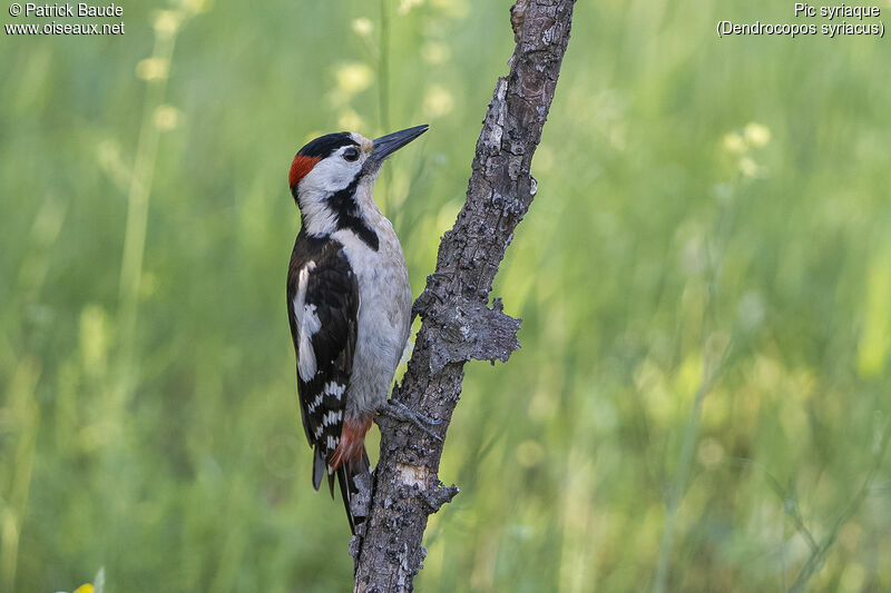 Syrian Woodpecker male adult