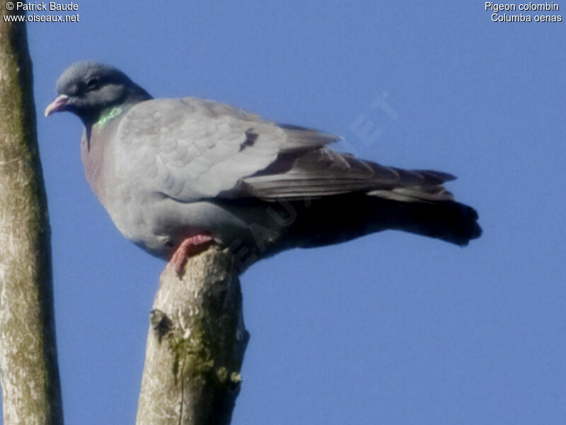 Pigeon colombin, identification