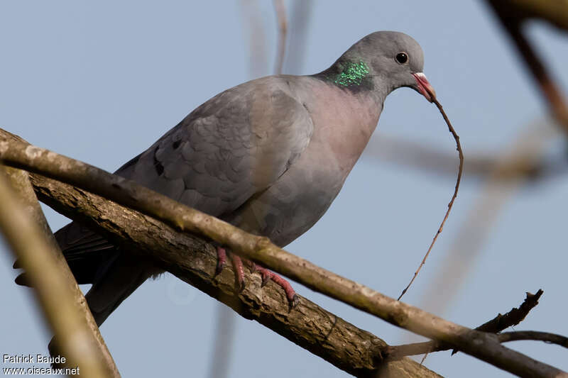 Pigeon colombinadulte, Nidification