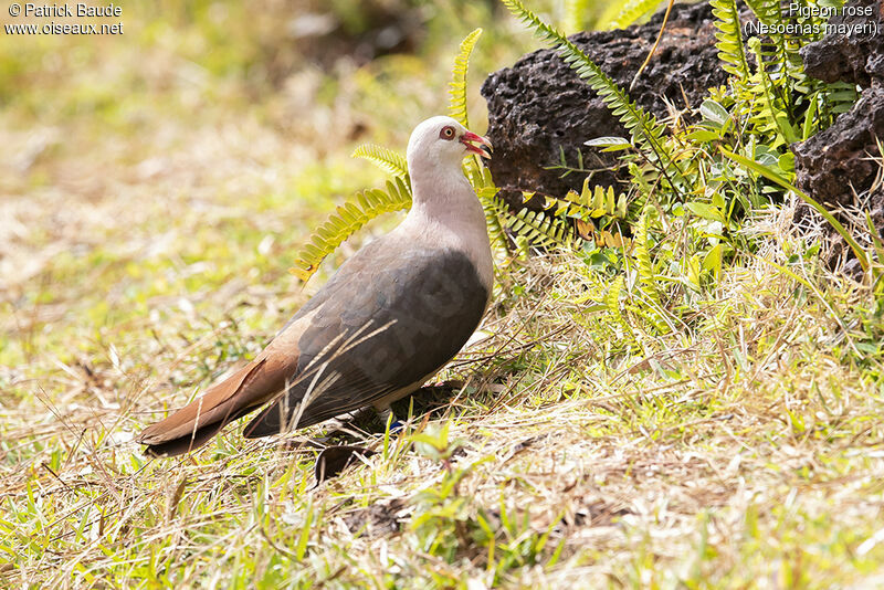 Pigeon roseadulte, identification