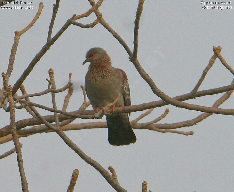 Pigeon roussard mâle, identification