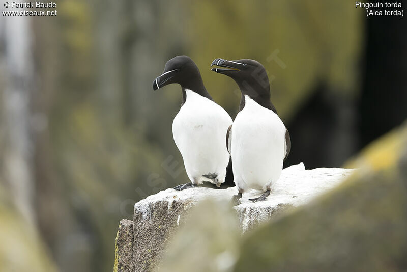 Pingouin tordaadulte, identification