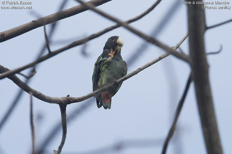 White-crowned Parrotadult, identification