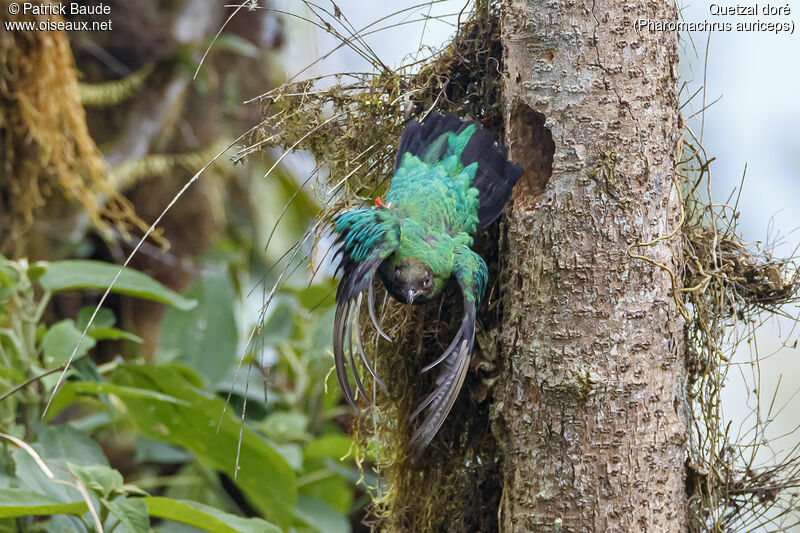 Quetzal doré femelle adulte