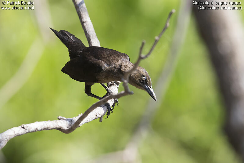 Great-tailed Grackle female adult