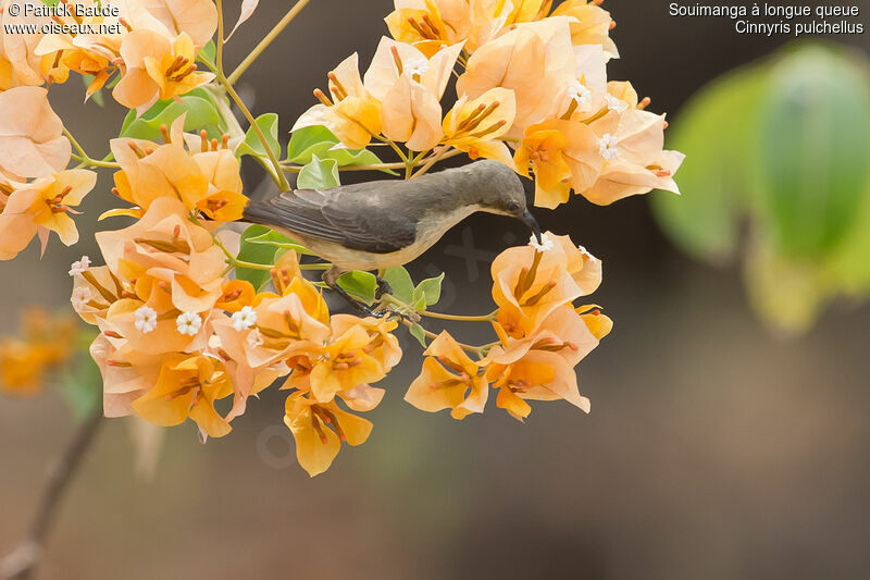 Beautiful Sunbird female adult, identification