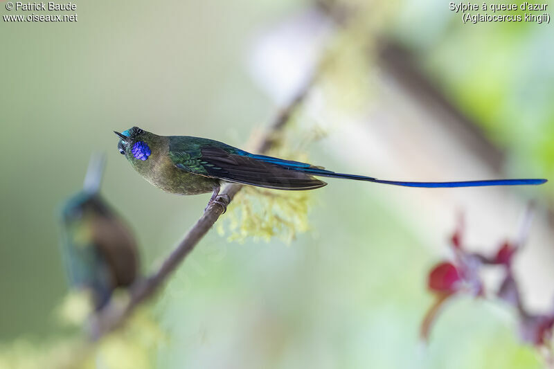 Long-tailed Sylphadult