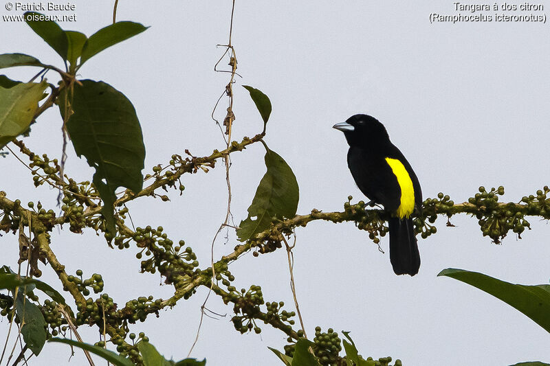 Lemon-rumped Tanager male adult