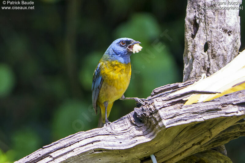 Blue-and-yellow Tanager male adult
