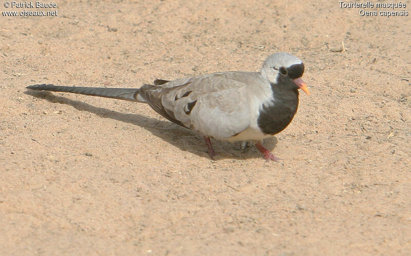 Namaqua Dove male, identification