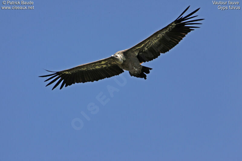 Griffon VultureThird  year, identification