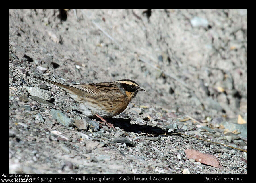 Black-throated Accentoradult, identification, fishing/hunting, Behaviour