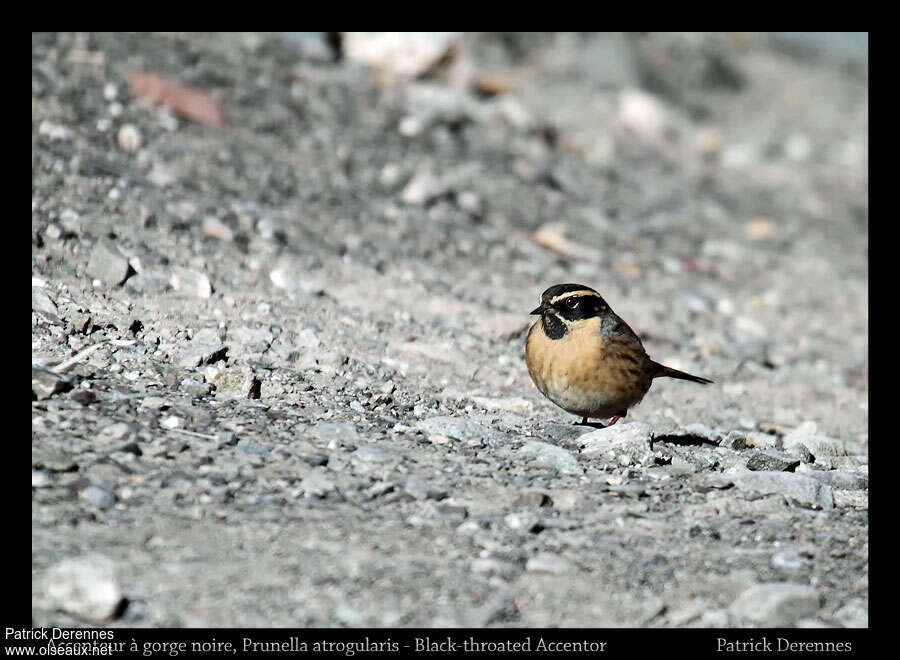 Accenteur à gorge noireadulte internuptial