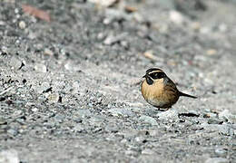 Black-throated Accentor