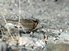 Black-throated Accentor