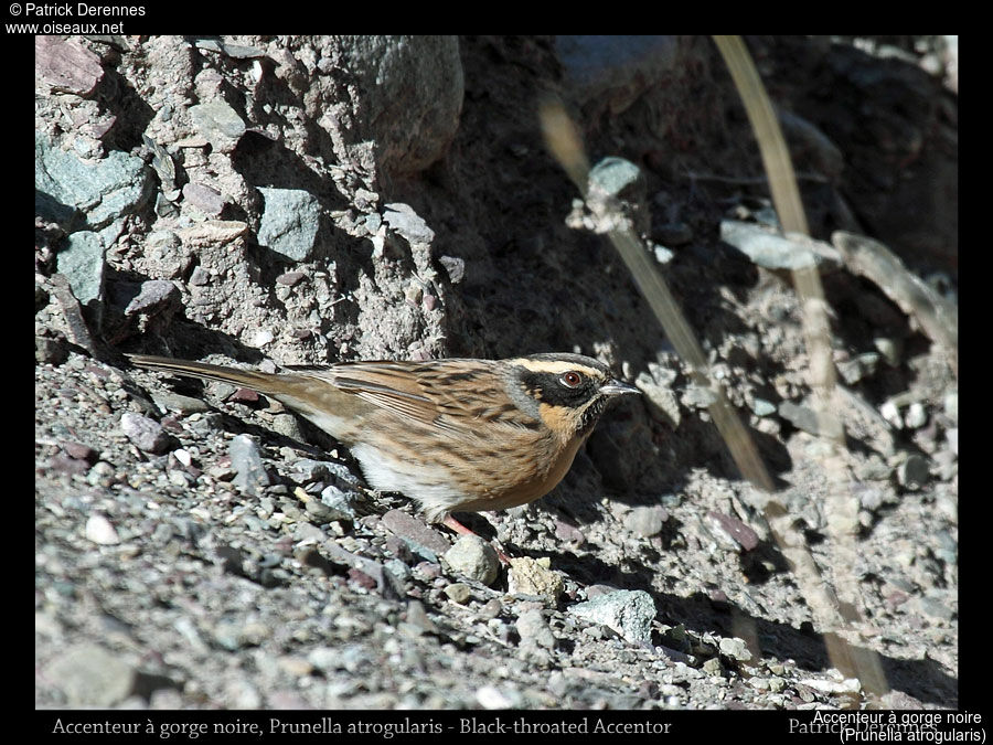 Black-throated Accentor, identification, habitat