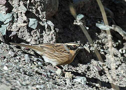 Black-throated Accentor