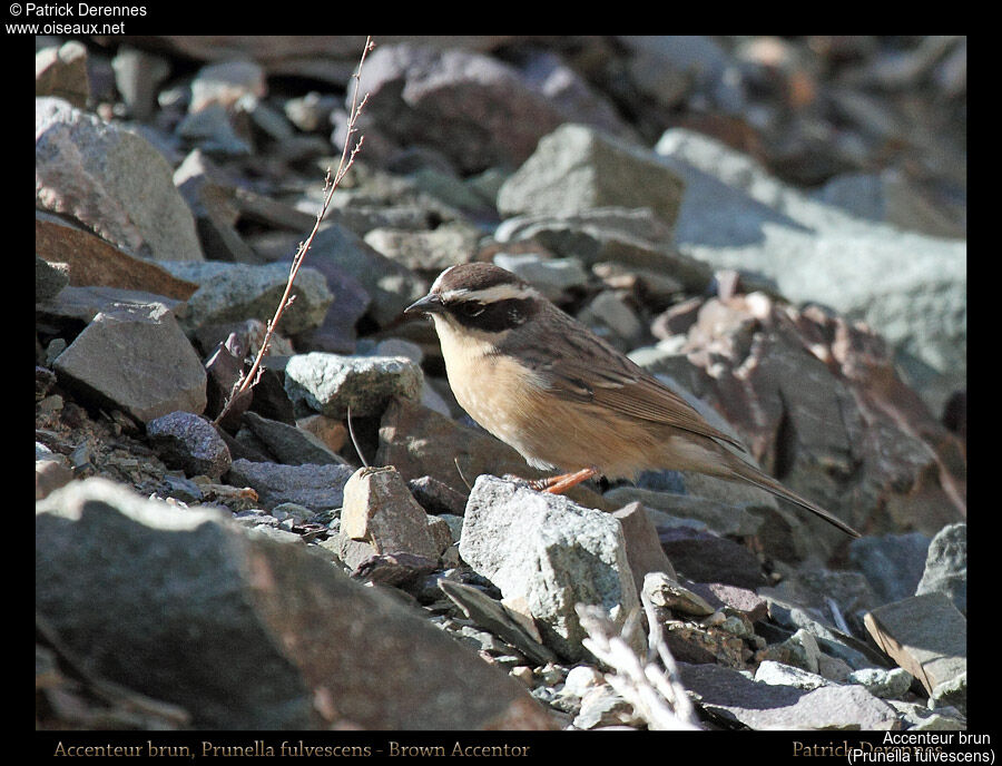 Brown Accentor, identification, habitat