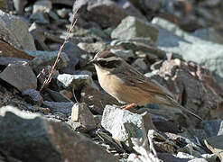 Brown Accentor