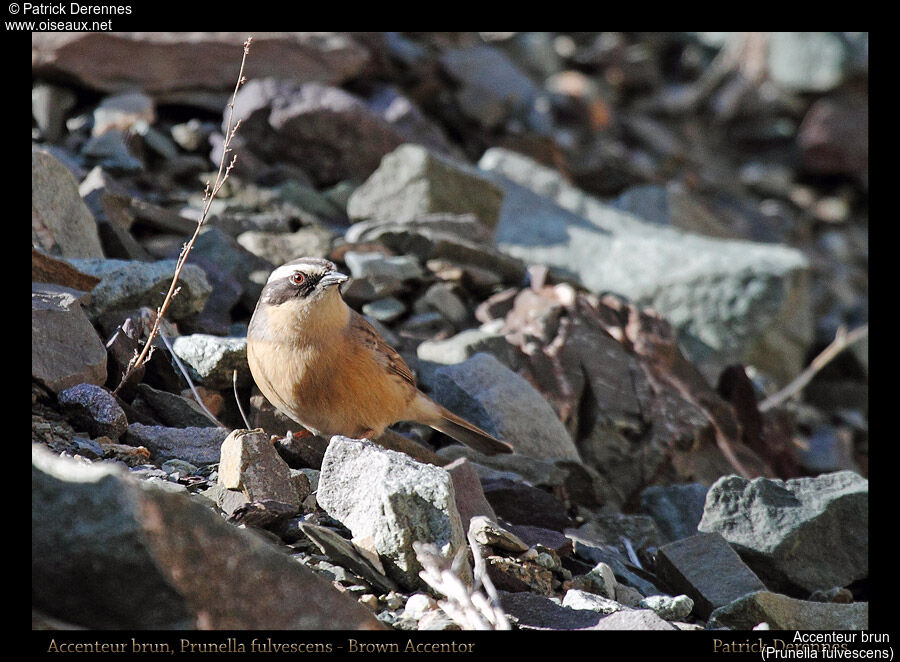 Accenteur brun, identification, habitat