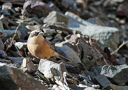 Brown Accentor