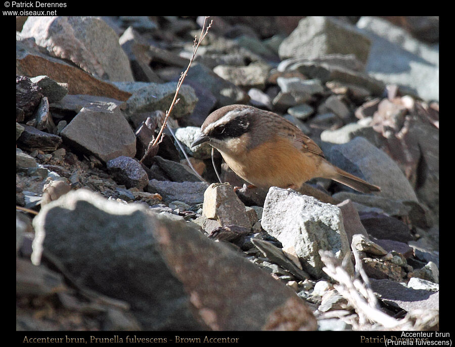 Brown Accentor